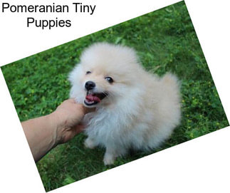 Pomeranian Tiny Puppies