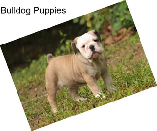 Bulldog Puppies