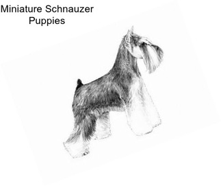 Miniature Schnauzer Puppies