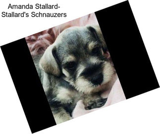 Amanda Stallard- Stallard\'s Schnauzers