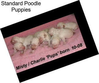 Standard Poodle Puppies