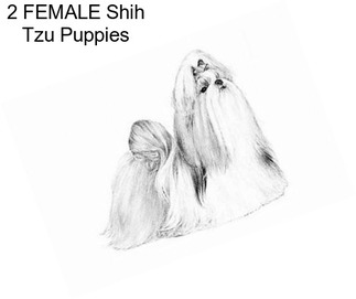 2 FEMALE Shih Tzu Puppies