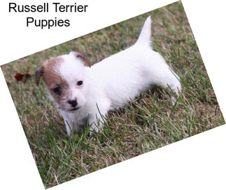 Russell Terrier Puppies