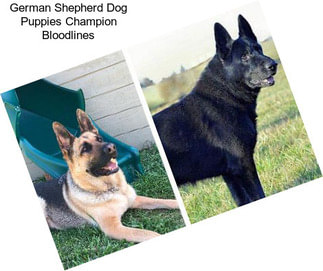 German Shepherd Dog Puppies Champion Bloodlines
