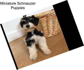 Miniature Schnauzer Puppies