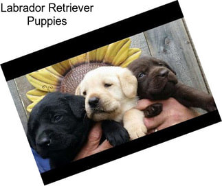 Labrador Retriever Puppies