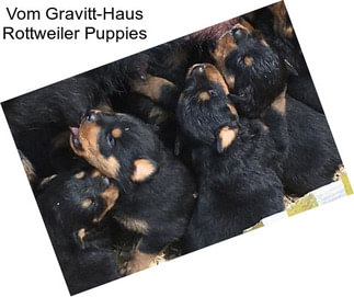 Vom Gravitt-Haus Rottweiler Puppies