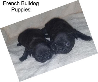 French Bulldog Puppies