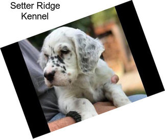 Setter Ridge Kennel