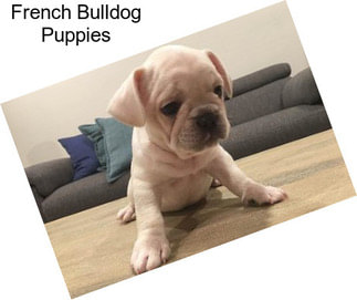 French Bulldog Puppies