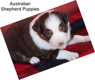 Australian Shepherd Puppies