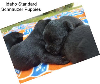 Idaho Standard Schnauzer Puppies