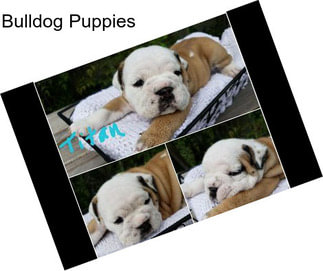 Bulldog Puppies