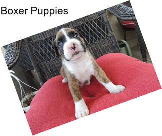 Boxer Puppies