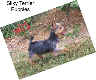 Silky Terrier Puppies