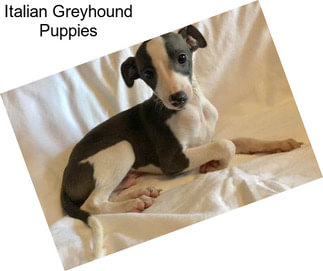 Italian Greyhound Puppies