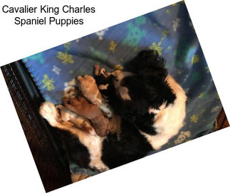 Cavalier King Charles Spaniel Puppies