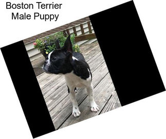 Boston Terrier  Male Puppy