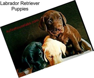 Labrador Retriever Puppies