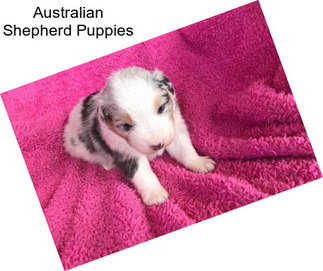 Australian Shepherd Puppies