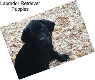 Labrador Retriever Puppies