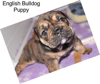 English Bulldog Puppy