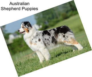 Australian Shepherd Puppies