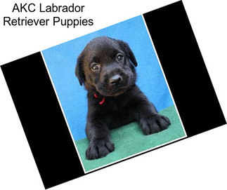 AKC Labrador Retriever Puppies