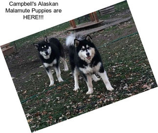 Campbell\'s Alaskan Malamute Puppies are HERE!!!