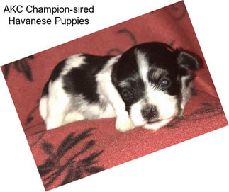 AKC Champion-sired Havanese Puppies