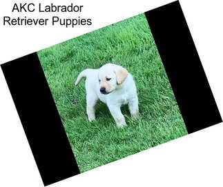 AKC Labrador Retriever Puppies