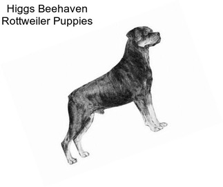 Higgs Beehaven Rottweiler Puppies