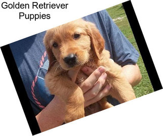 Golden Retriever Puppies