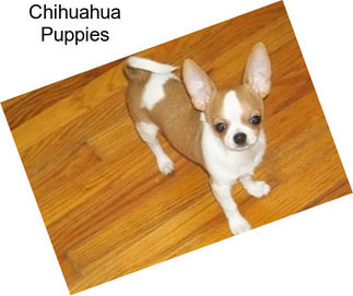 Chihuahua Puppies