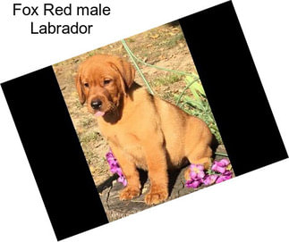 Fox Red male Labrador