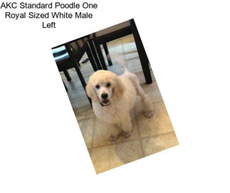 AKC Standard Poodle One Royal Sized White Male Left