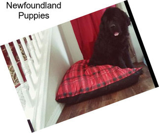 Newfoundland Puppies