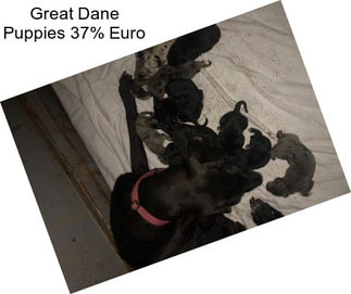Great Dane Puppies 37% Euro