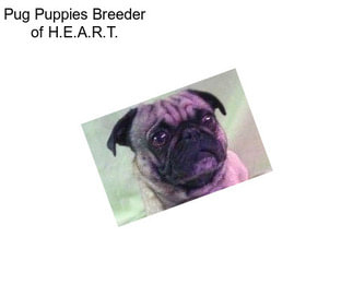 Pug Puppies Breeder of H.E.A.R.T.