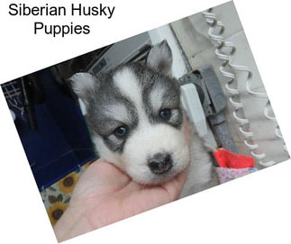 Siberian Husky Puppies