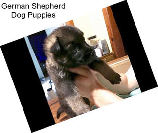 German Shepherd Dog Puppies