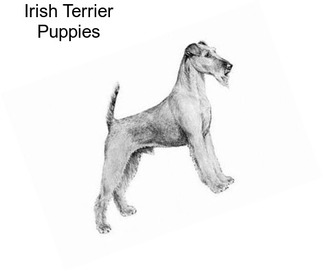 Irish Terrier Puppies