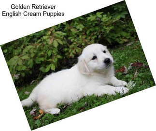 Golden Retriever English Cream Puppies