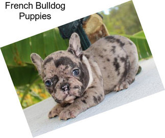 French Bulldog Puppies