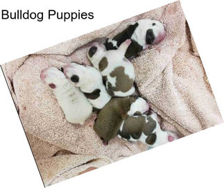 Bulldog Puppies