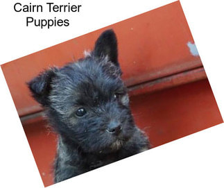 Cairn Terrier Puppies