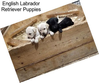 English Labrador Retriever Puppies