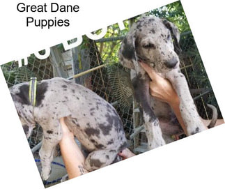 Great Dane Puppies