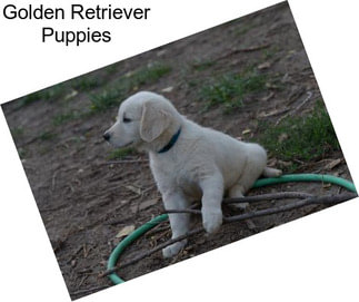 Golden Retriever Puppies