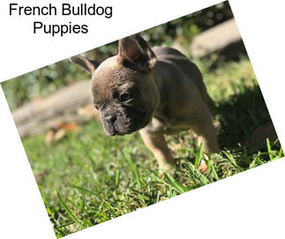 French Bulldog Puppies